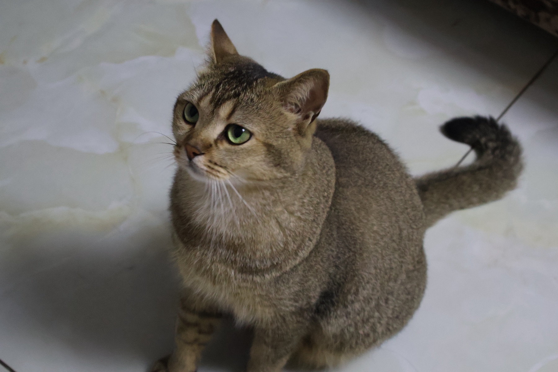 猫咪在家的一个下午